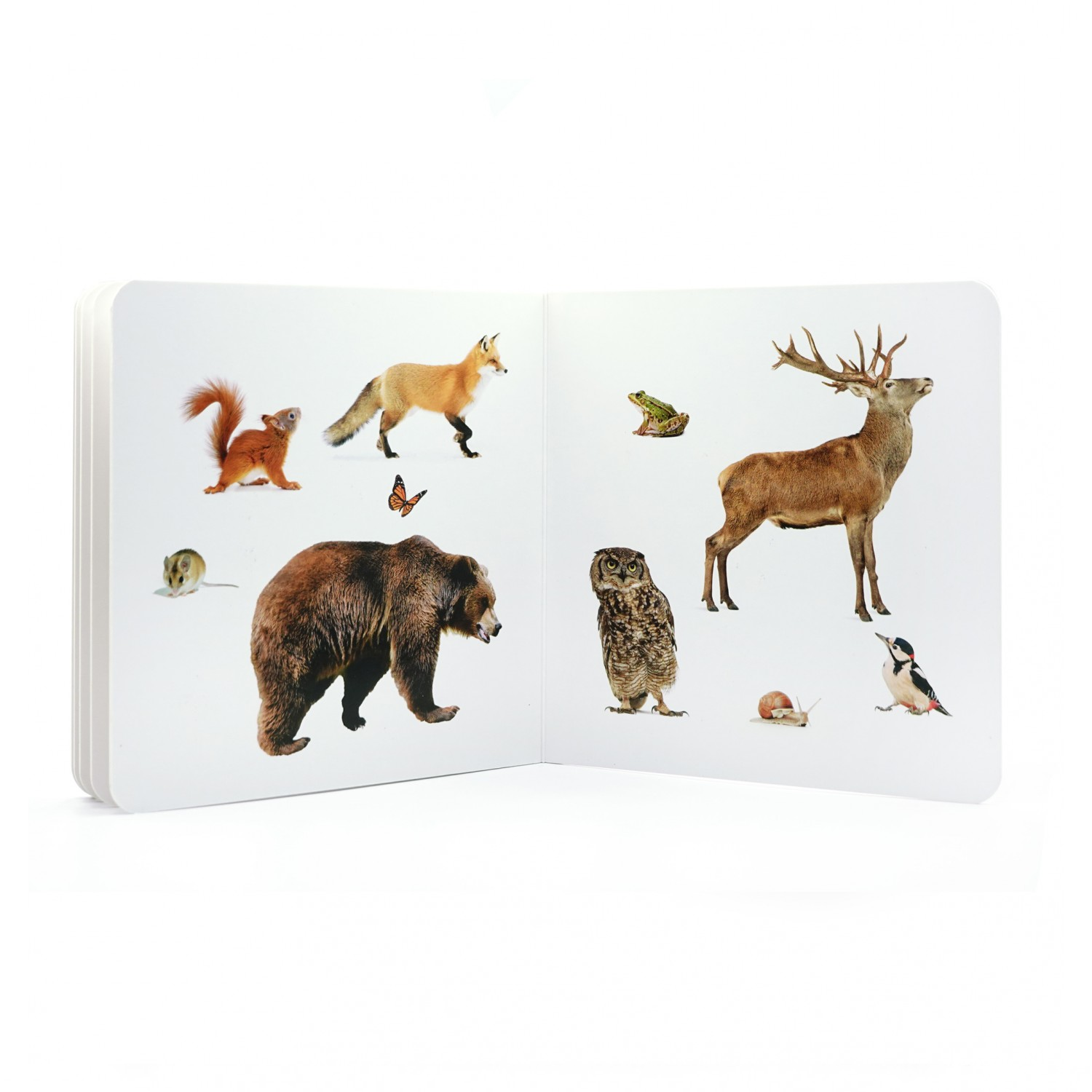 ANIMALES DEL BOSQUE 2 LIBRO DE IMÁGENES NOWORDBOOKS - Imagen 2