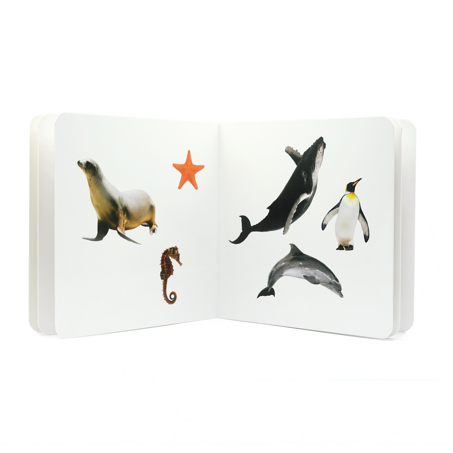 ANIMALES MARINOS 2 LIBRO DE IMÁGENES NOWORDBOOKS - Imagen 2