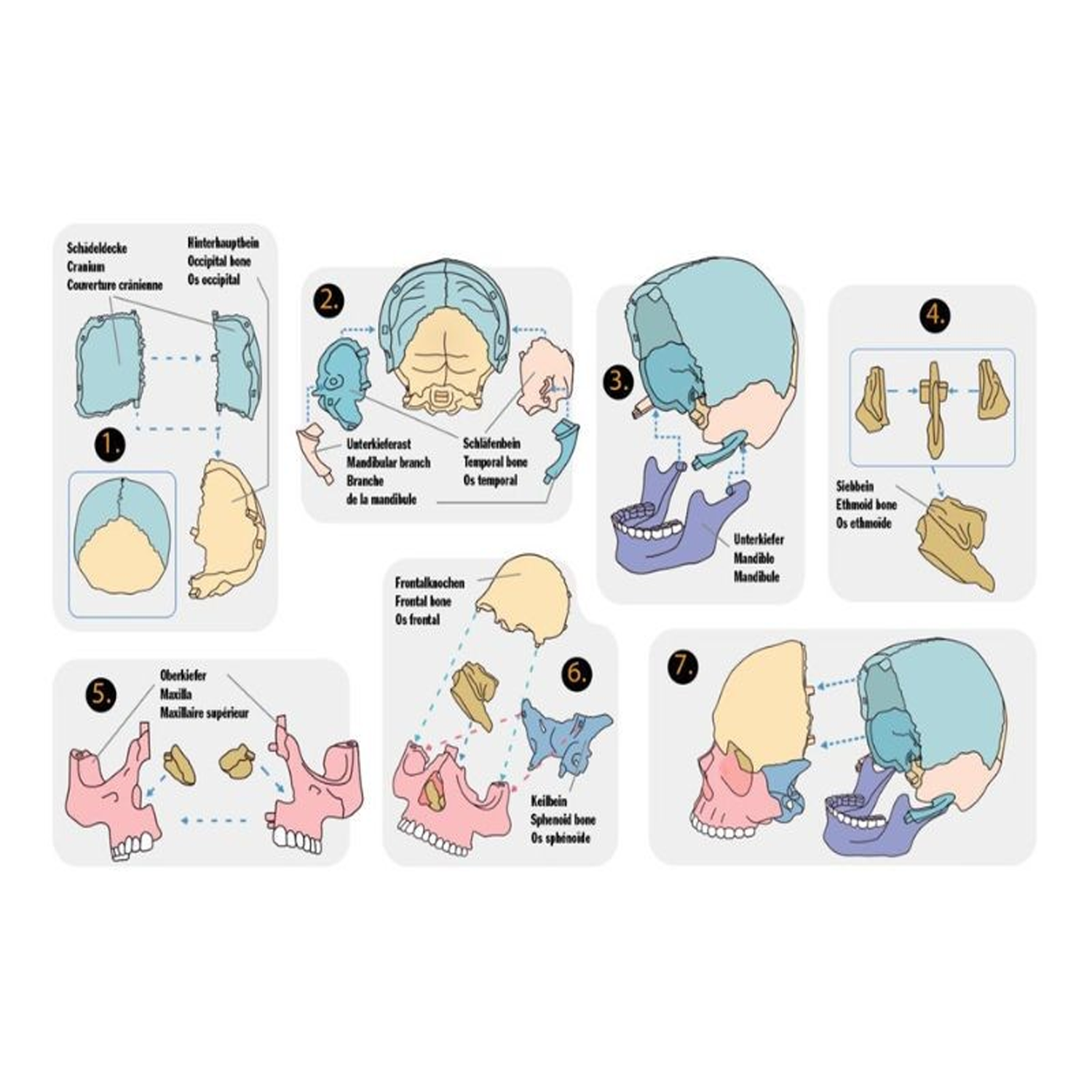 Kit per la Construir un Craneo Wild+Cool - Imagen 3