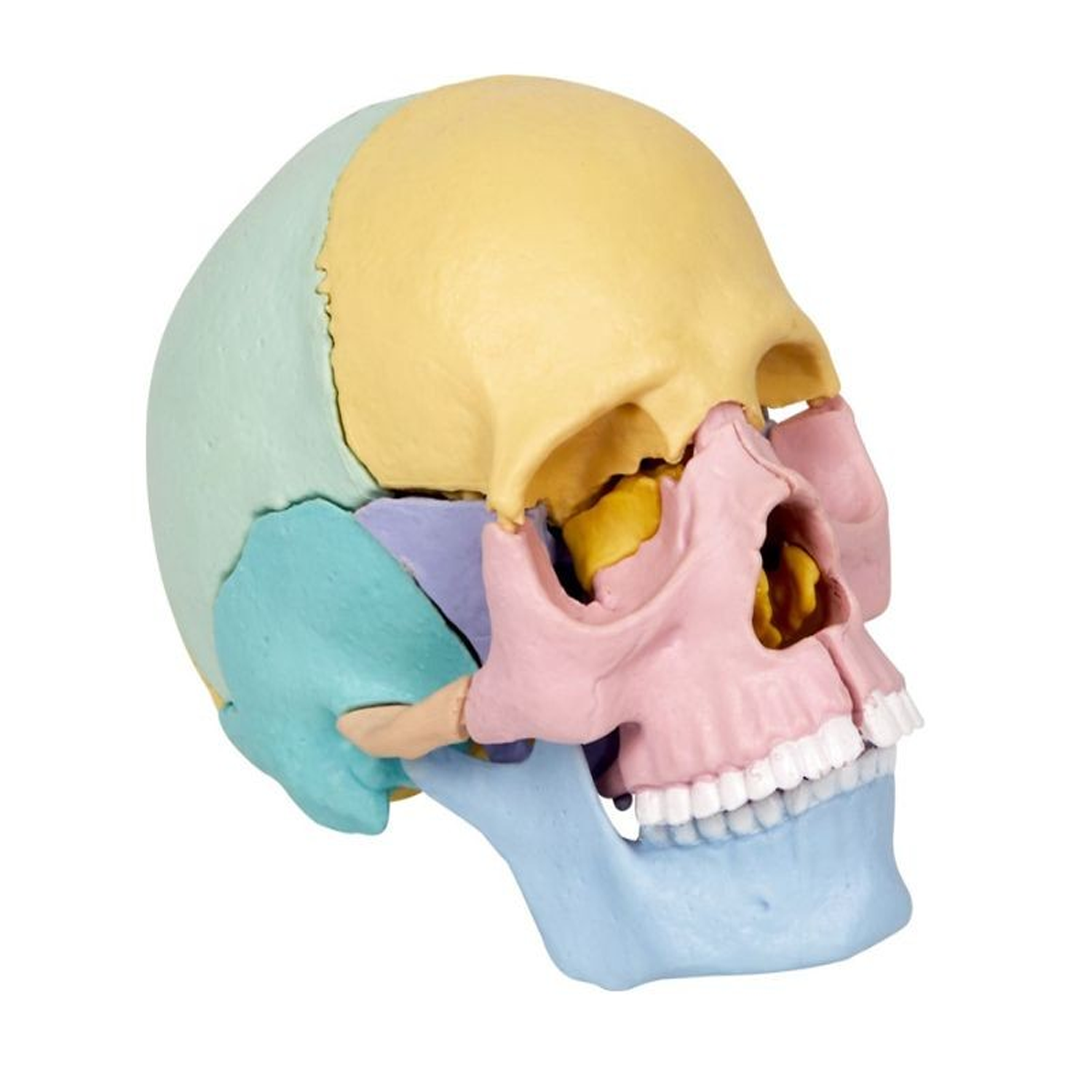 Kit per la Construir un Craneo Wild+Cool - Imagen 2