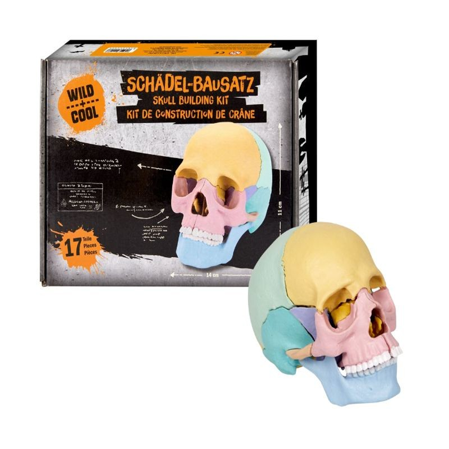 Kit per la Construir un Craneo Wild+Cool